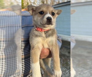 Huskies -Unknown Mix Dogs for adoption in Roaring River, NC, USA