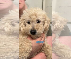 Poodle (Miniature)-Unknown Mix Dogs for adoption in Chico, CA, USA