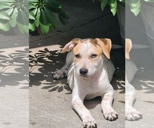 Jack Russell Terrier-Unknown Mix Dogs for adoption in Conroe, TX, USA