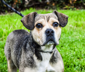 Beabull Dogs for adoption in El Cajon, CA, USA