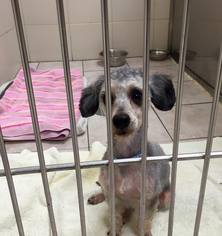Poodle (Toy) Dogs for adoption in Boca Raton, FL, USA
