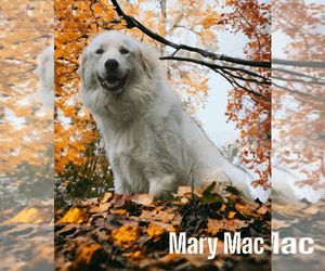 Great Pyrenees Dogs for adoption in Russellville, KY, USA