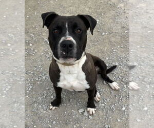 American Pit Bull Terrier Dogs for adoption in Evansville, IN, USA