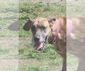 Great Dane Dogs for adoption in Palm Beach, FL, USA