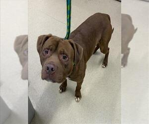 American Pit Bull Terrier Dogs for adoption in Derwood, MD, USA