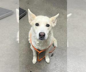 German Shepherd Dog-Unknown Mix Dogs for adoption in HESPERIA, CA, USA