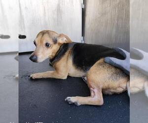 Chihuahua-Unknown Mix Dogs for adoption in San Antonio, TX, USA