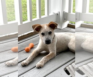 Mutt Dogs for adoption in Garden City, NY, USA