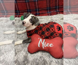 American Staffordshire Terrier-Australian Shepherd Mix Dogs for adoption in Hillsboro, MO, USA