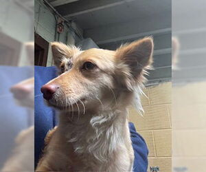 Chihuahua Dogs for adoption in Stockton, CA, USA