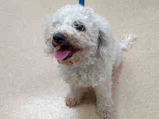 Poodle (Toy) Dogs for adoption in San Clemente, CA, USA