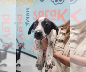 Mutt Dogs for adoption in Temple, TX, USA