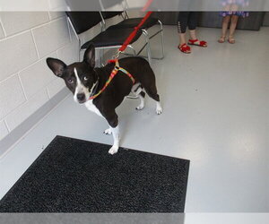 Basset Hound-Unknown Mix Dogs for adoption in Ocala, FL, USA