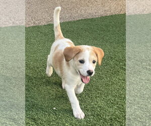 Beagle-Colonial Cocker Spaniel Mix Dogs for adoption in Fort Worth, TX, USA