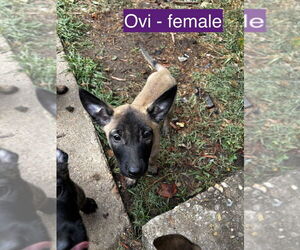 Dutch Shepherd -Unknown Mix Dogs for adoption in Imlay City, MI, USA