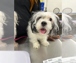 Maltese Dogs for adoption in Forestville, MD, USA