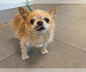 Mutt Dogs for adoption in Rancho Cucamonga, CA, USA