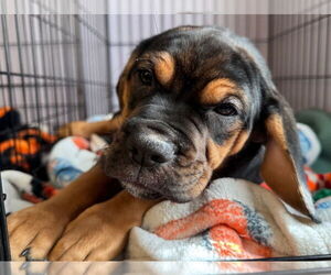 Beabull Dogs for adoption in Gloversville, NY, USA