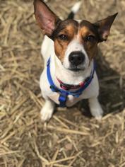 Rat Terrier-Unknown Mix Dogs for adoption in Lawrenceville, NJ, USA