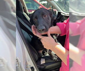 Labrador Retriever Dogs for adoption in Stockton, CA, USA