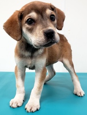 Medium Photo #1 Chinese Shar-Pei-Unknown Mix Puppy For Sale in Morton Grove, IL, USA