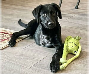 Labrador Retriever-Unknown Mix Dogs for adoption in San Bernardino , CA, USA