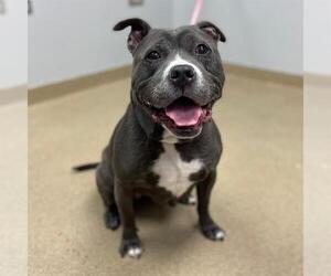 American Pit Bull Terrier-Staffordshire Bull Terrier Mix Dogs for adoption in Aurora, CO, USA