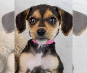 Beagle-Unknown Mix Dogs for adoption in Kennesaw, GA, USA
