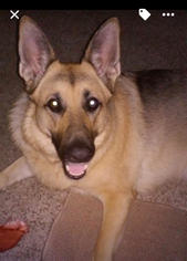 German Shepherd Dog Dogs for adoption in Sonora, CA, USA
