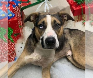 Mutt Dogs for adoption in Shelburne, VT, USA