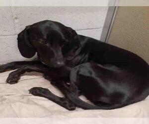 Labloodhound Dogs for adoption in Saginaw, MI, USA