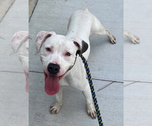 Mutt Dogs for adoption in Tarboro, NC, USA