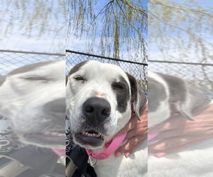 Great Pyrenees-Unknown Mix Dogs for adoption in Elmsford, NY, USA