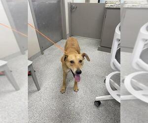 Labrador Retriever-Unknown Mix Dogs for adoption in Pasadena, TX, USA