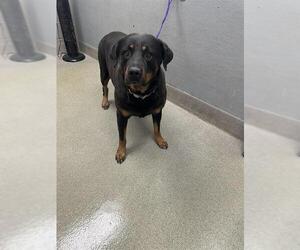 Rottweiler-Unknown Mix Dogs for adoption in Las Vegas, NV, USA