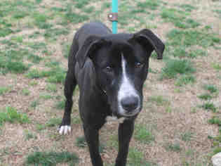 Lab-Pointer Dogs for adoption in Charlotte, NC, USA