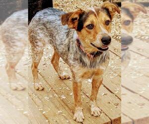 Australian Shepherd-Unknown Mix Dogs for adoption in Alexandria, VA, USA