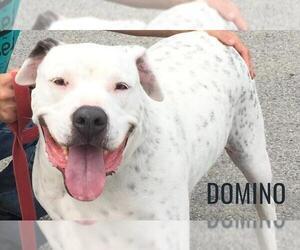 American Bulldog Dogs for adoption in Elmsford, NY, USA