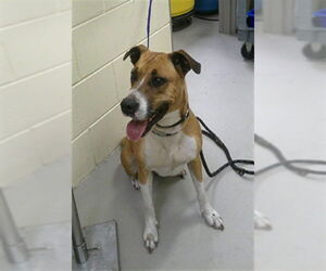 Boxer-Unknown Mix Dogs for adoption in Sanford, FL, USA