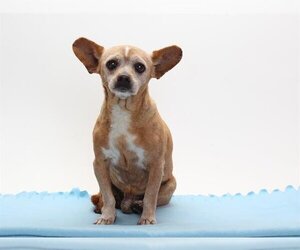 Chihuahua Dogs for adoption in Burbank, CA, USA
