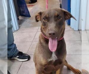 Catahoula Leopard Dog Dogs for adoption in Eureka Springs, AR, USA