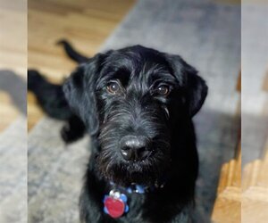 Schnoodle (Giant) Dogs for adoption in Minneapolis, MN, USA