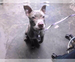 American Staffordshire Terrier Dogs for adoption in Tallahassee, FL, USA