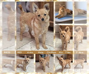 Chiranian Dogs for adoption in Mesa, AZ, USA