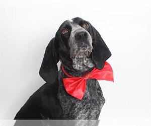 Bluetick Coonhound Dogs for adoption in Burbank, CA, USA