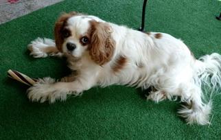 Cavalier King Charles Spaniel Dogs for adoption in North Richland Hills, TX, USA