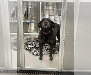 Labrador Retriever-Unknown Mix Dogs for adoption in Las Vegas, NV, USA
