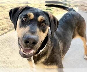Doberman Pinscher-Unknown Mix Dogs for adoption in Pueblo, CO, USA