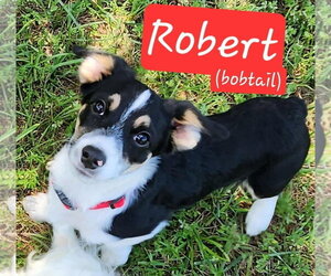 Mutt Dogs for adoption in Foristell, MO, USA