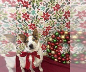 Texas Heeler Dogs for adoption in Santa Maria, CA, USA